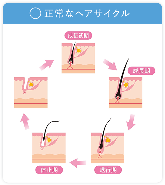 正常なヘアサイクル