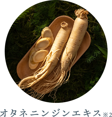 オタネニンジンエキス※2